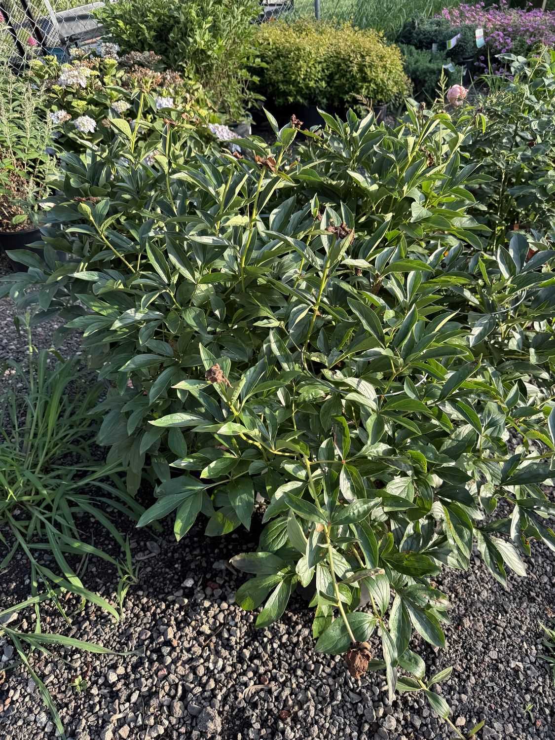 PAEONIA - Peony