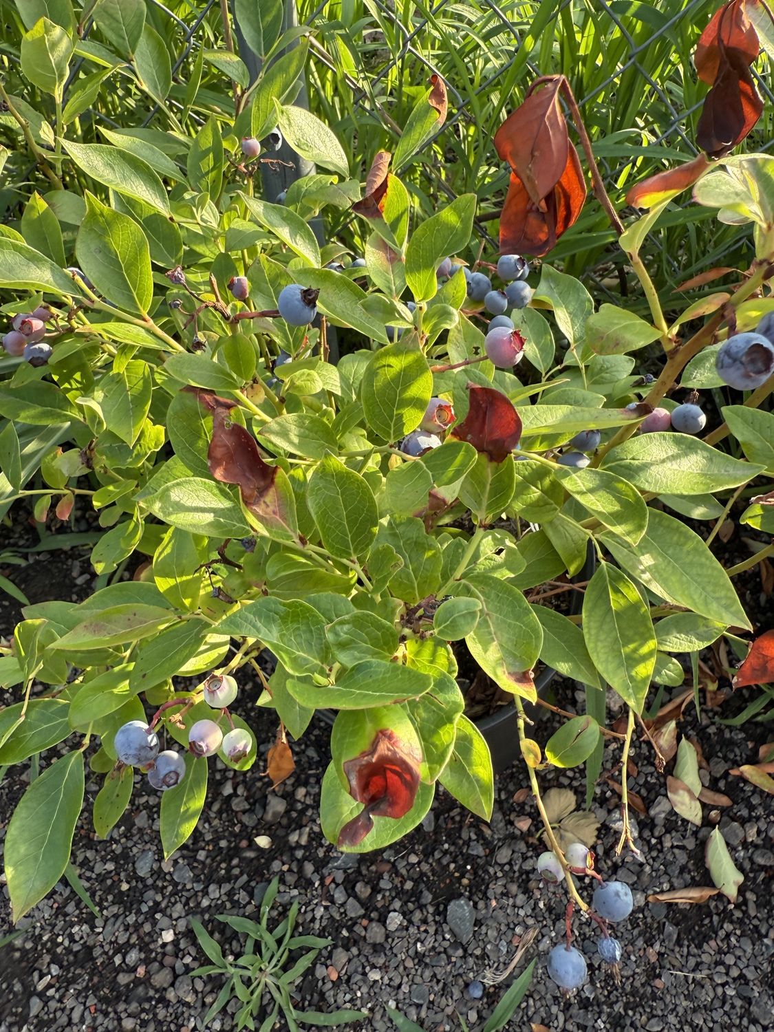 VACCINIUM CORYMBOSOM-BLUEBERRIES