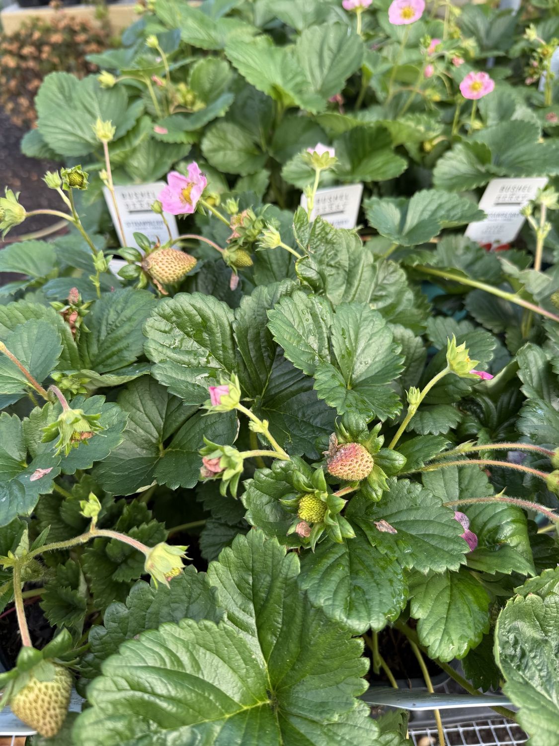 STRAWBERRY
