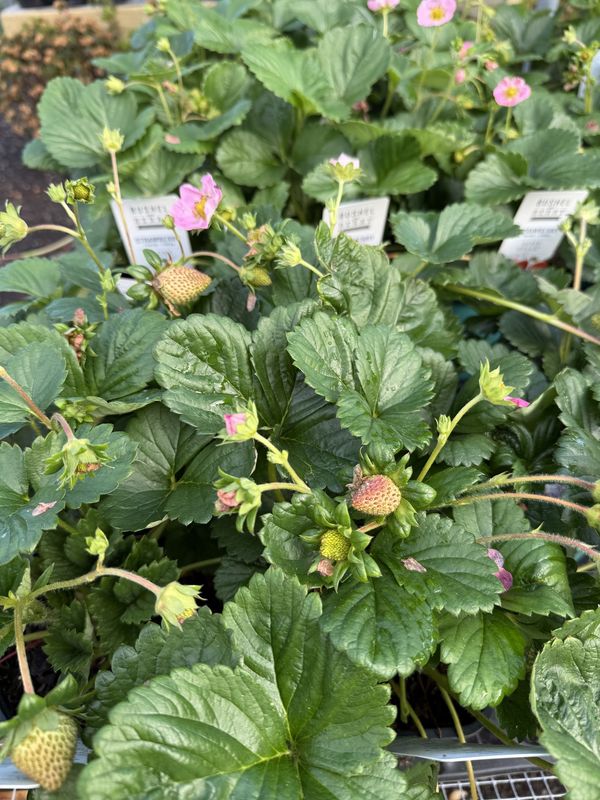 STRAWBERRY