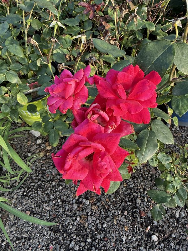 ROSE - ROSA