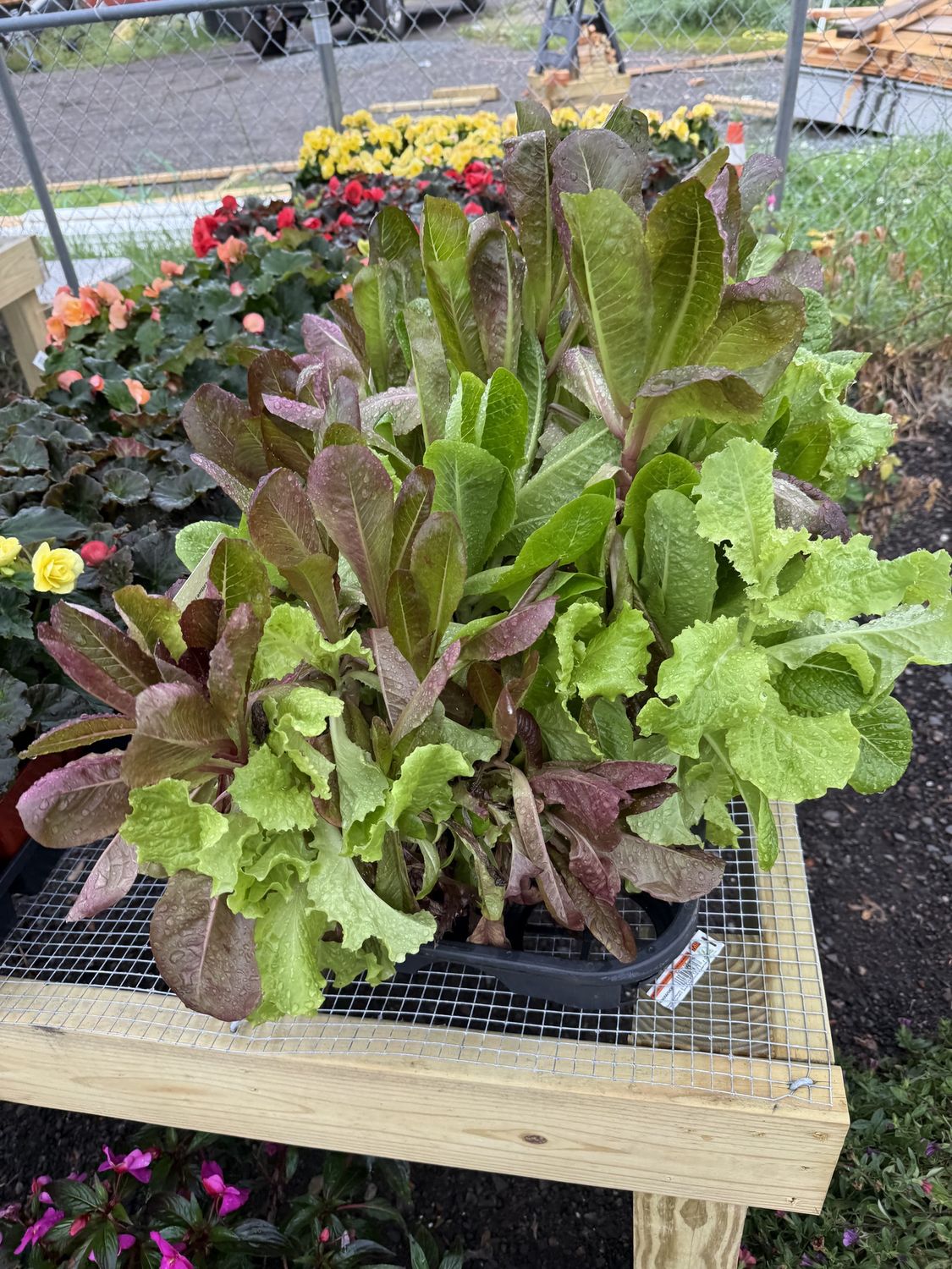 SALAD GREENS - LETTUCE