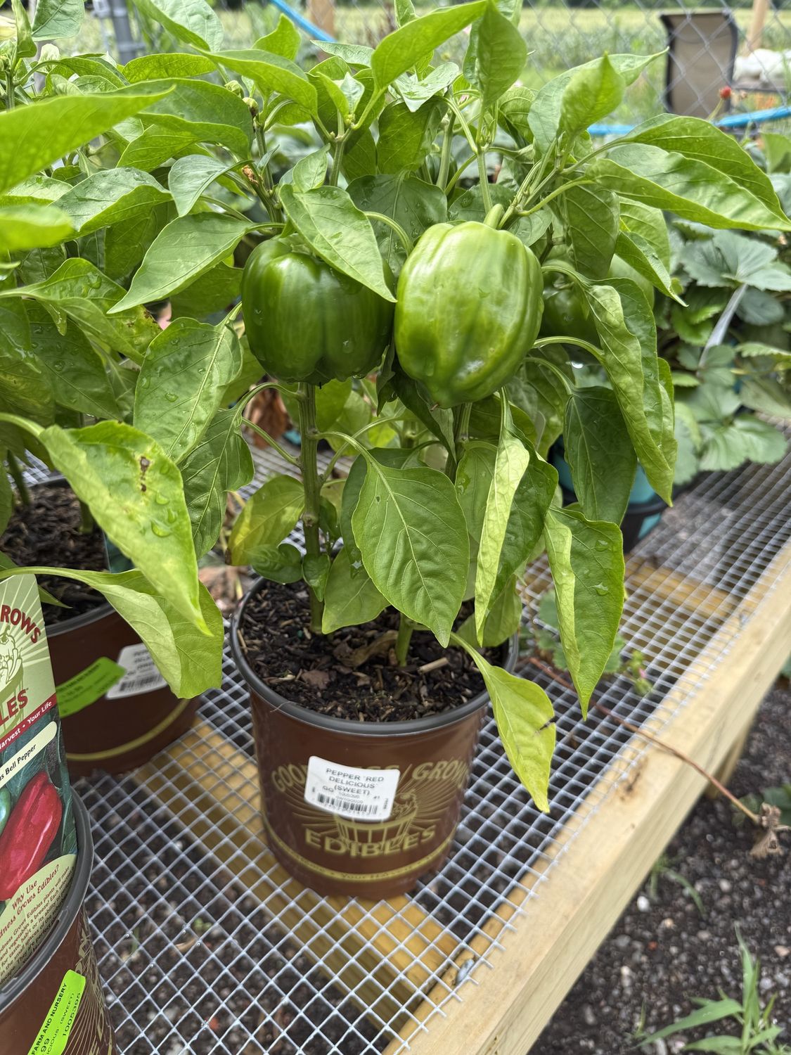 PEPPER