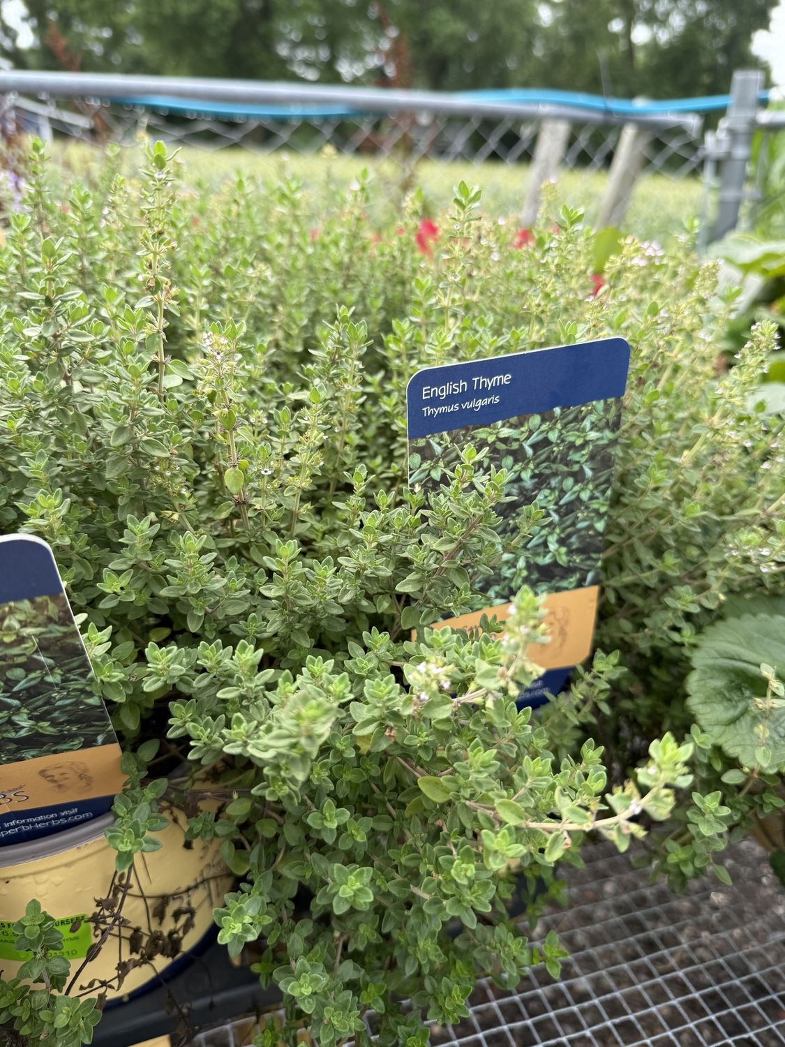 THYMUS VULGARIS - THYME