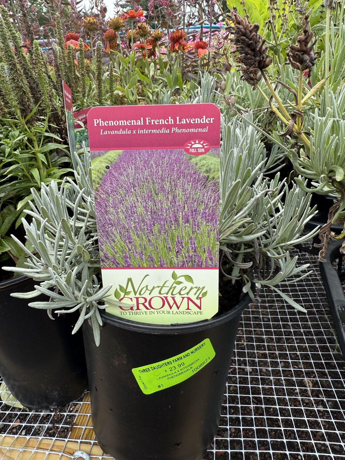 LAVENDER - LAVANDULA