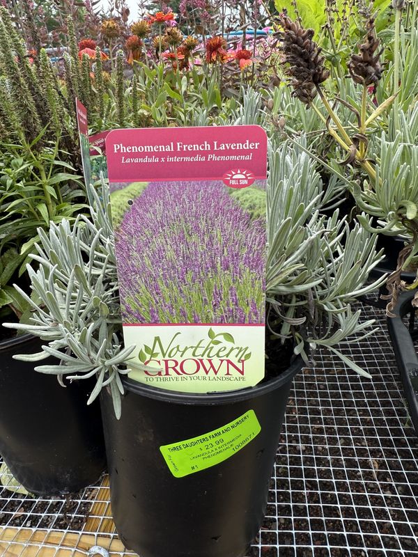 LAVENDER - LAVANDULA