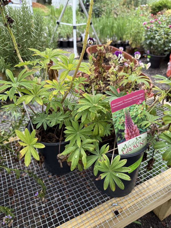 LUPINE - LUPINUS
