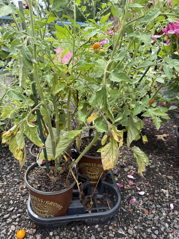 TOMATO