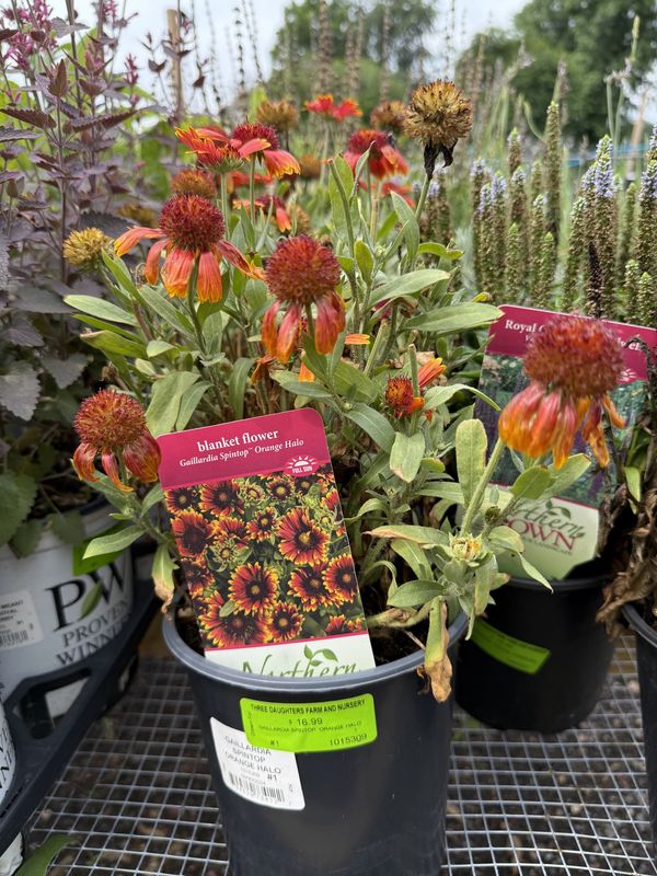 BLANKET FLOWER - GAILLARDIA