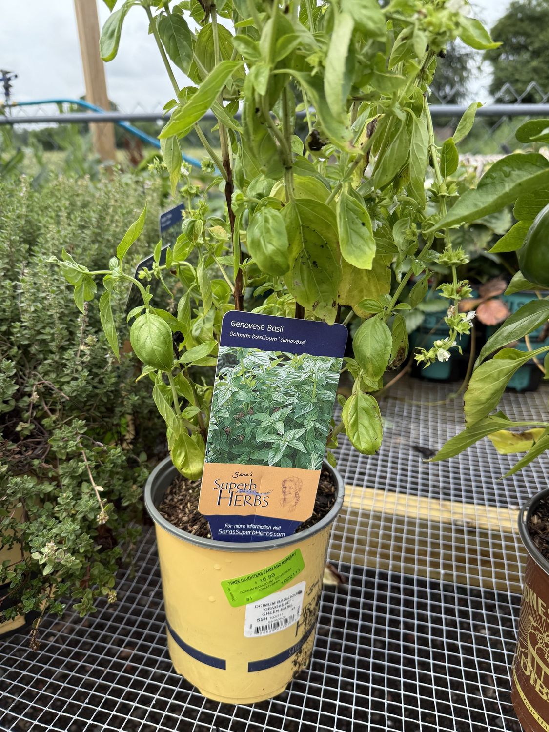 GREEN BASIL - OCIMUM