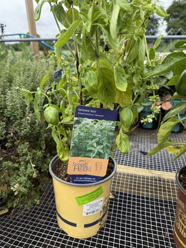 GREEN BASIL - OCIMUM
