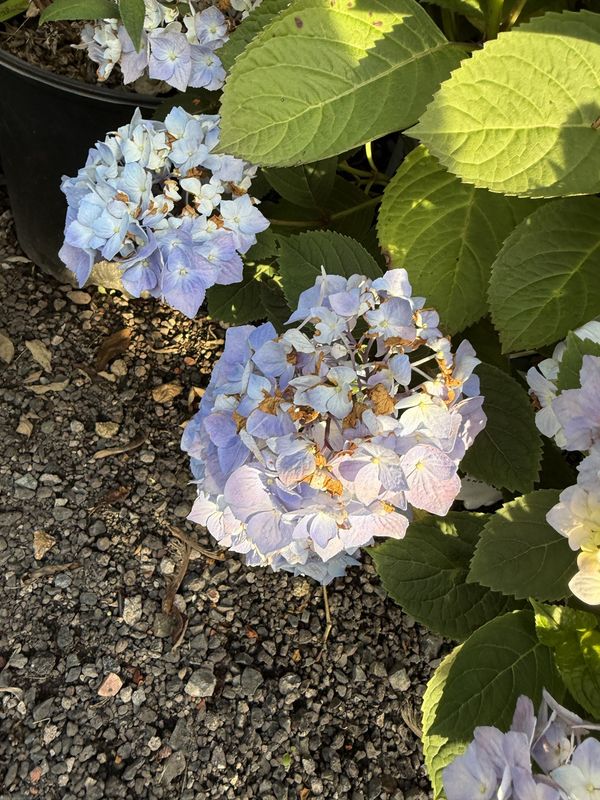 LILAC - SYRINGA