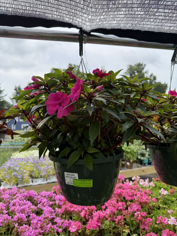 NEW GUINEA IMPATIENS ASST