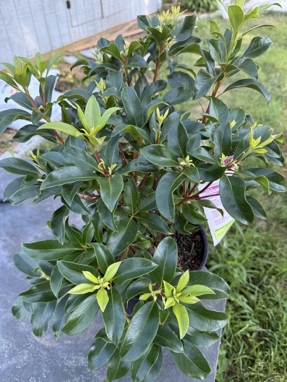 Mountain Laurel, Type: Kalmia Latifolia 'Carol'