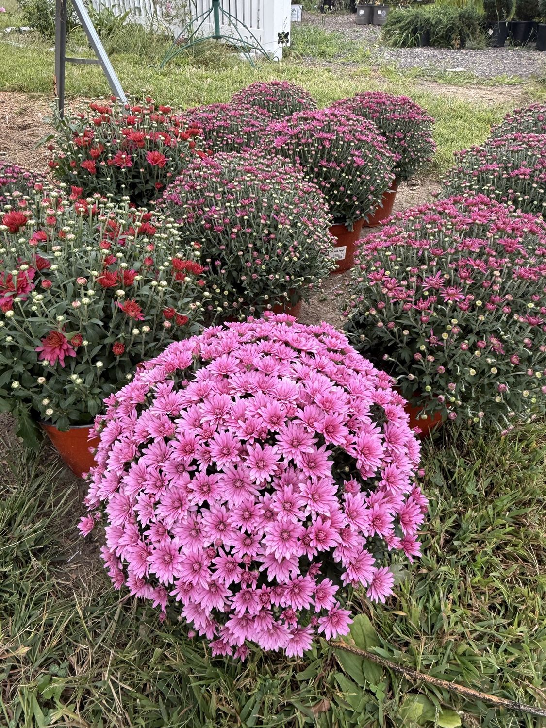 CHRYSANTHEMUM &#39;MUMS&#39;