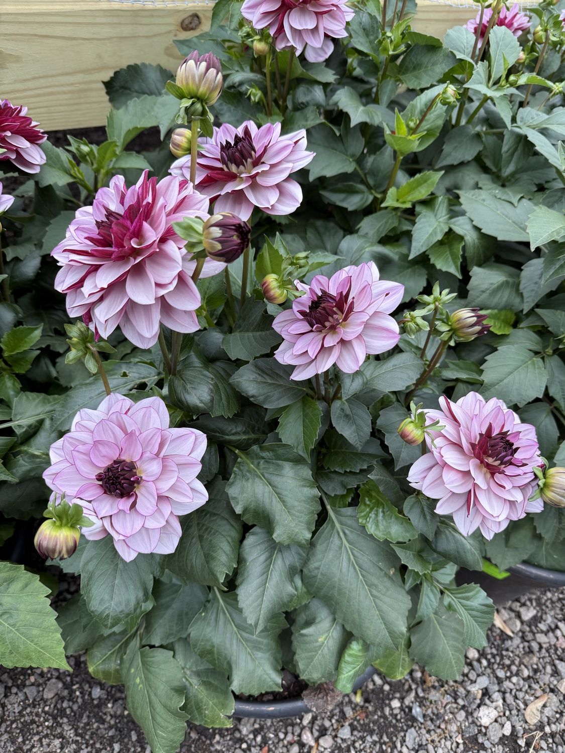 DAHLIA, Colour: 'CREME DE CASSIS'