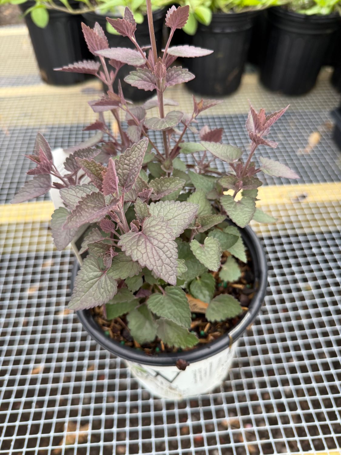 AGASTACHE - Anise Hyssop, Colour: ROYAL RASPBERRY, Size: 5.5" pot