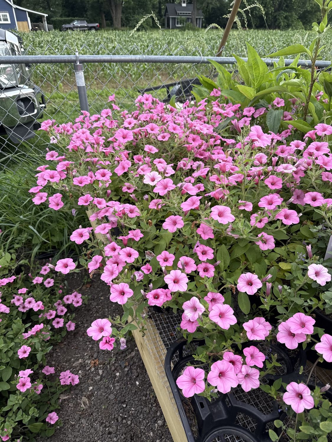 Petunia, Colour: Dekko Maxx Pink