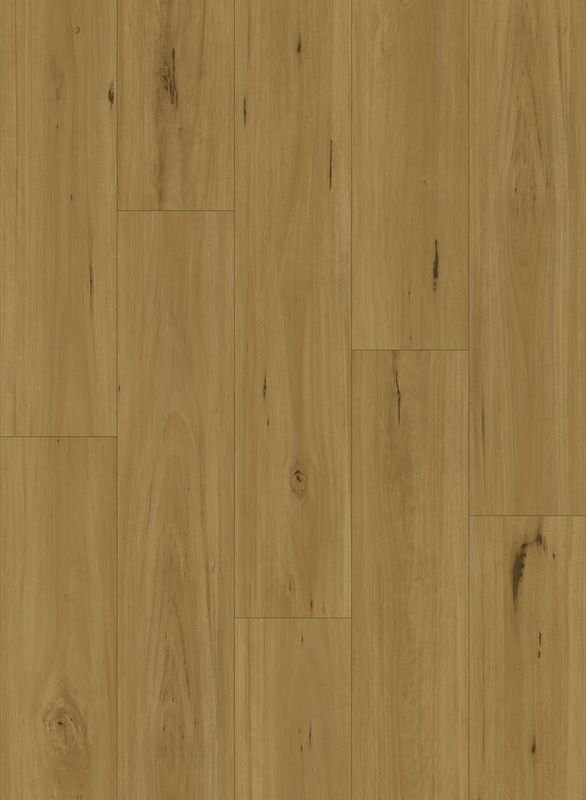 BLACKBUTT