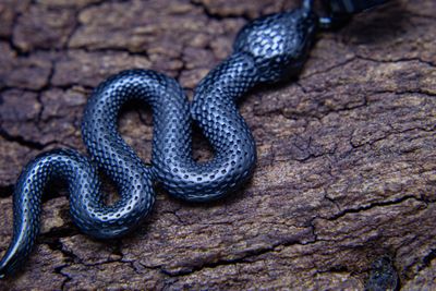 Serpiente zen
