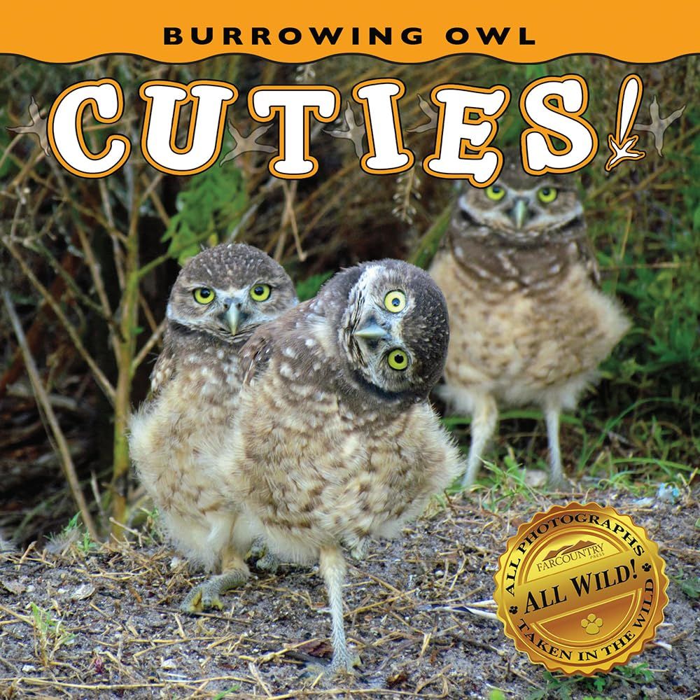 Burrowing Owl Cuties