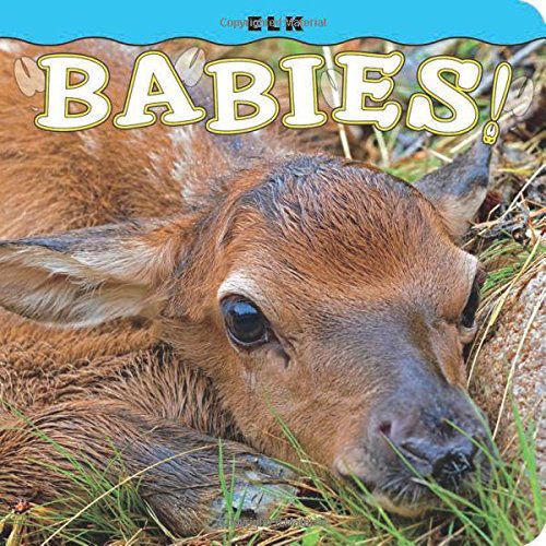 Elk Babies