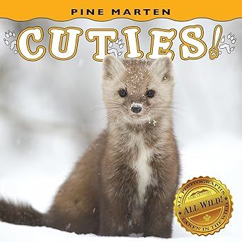 Pine Marten Cuties! (a Babies! Boardbook)