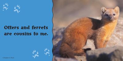 Pine Marten Cuties! (a Babies! Boardbook)