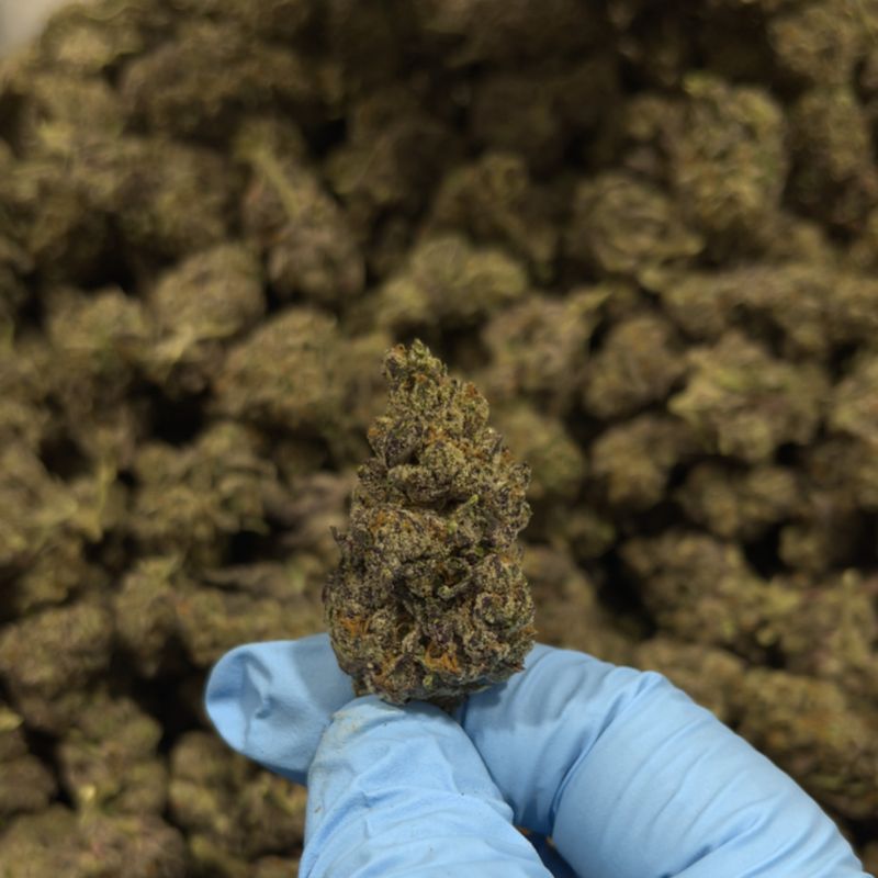 Trap Star THCa (Indica) 29.93% TAC