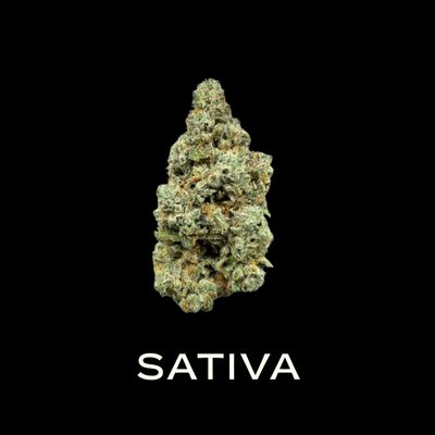 Sativa