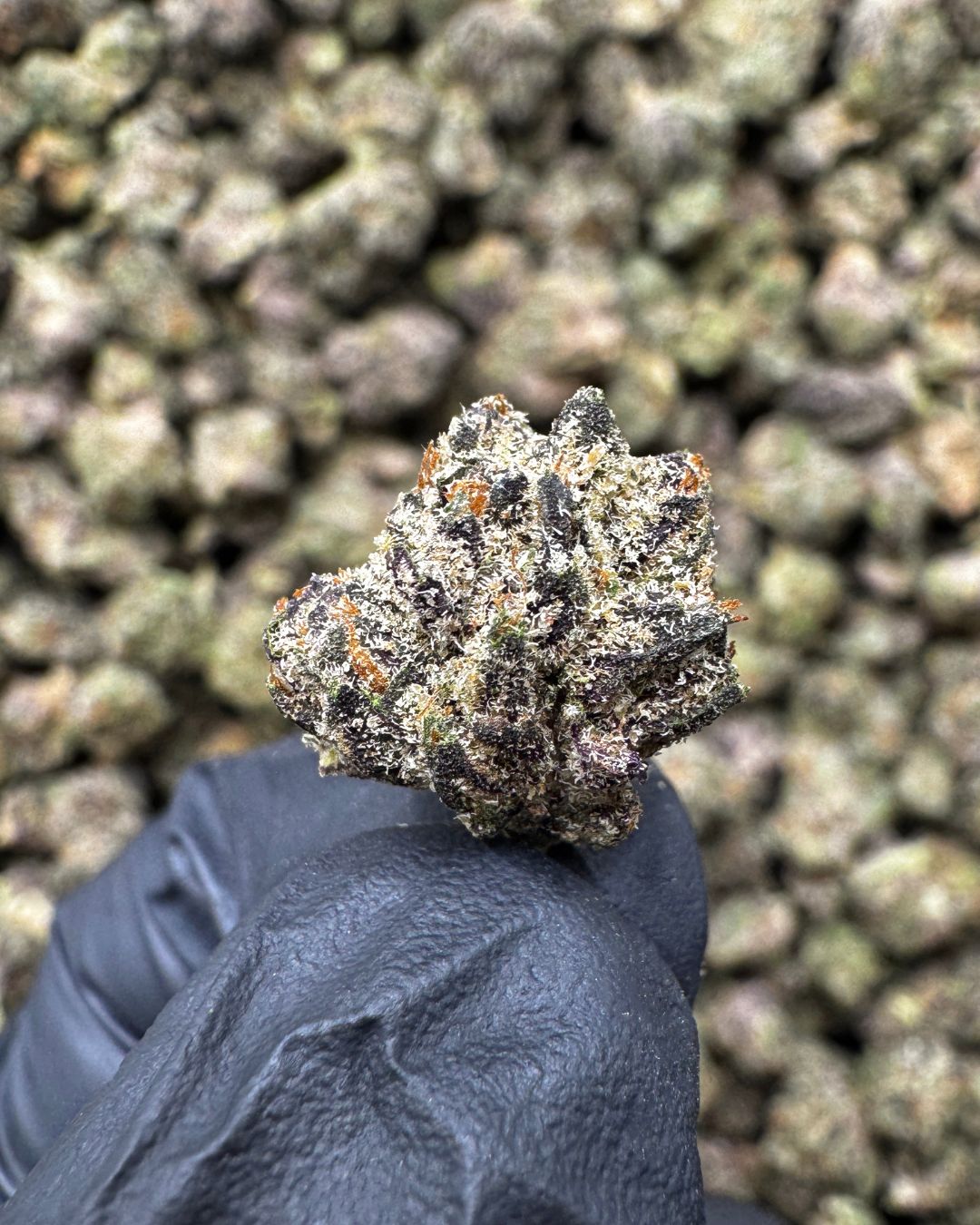 Candyland Kush - Smalls THCa (Sativa) 32.32% TAC