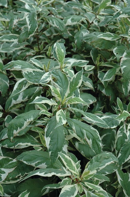 Dogwood -  Cream Cracker #2