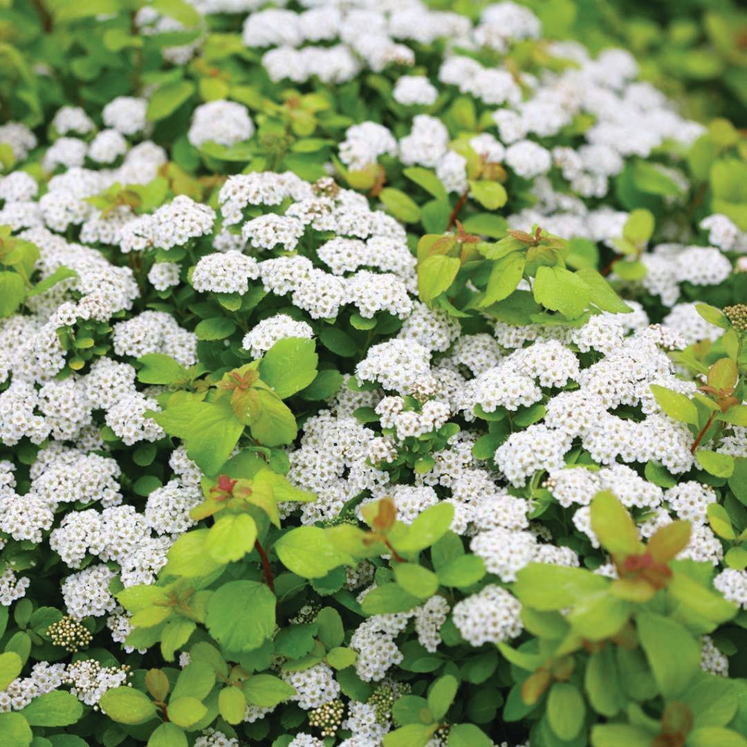 Spirea - Glow Girl Birchleaf 8"