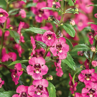 Annuals
