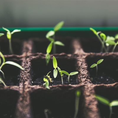 Plant Starting Accessories