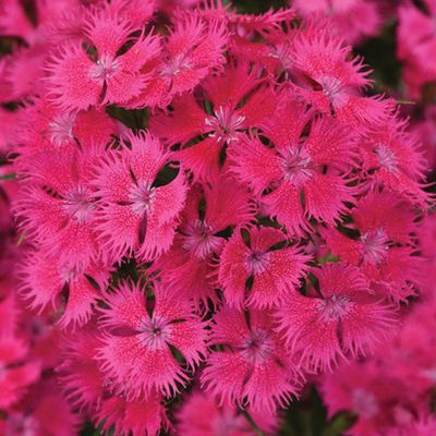 Perennials