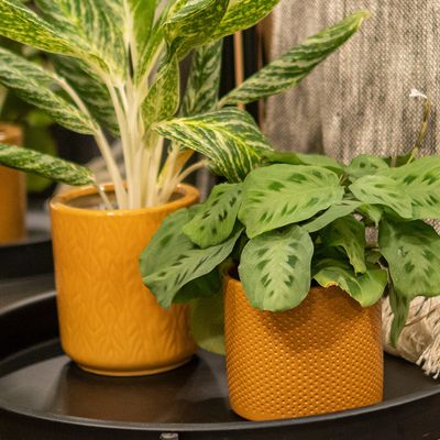Pottery &amp; Planters