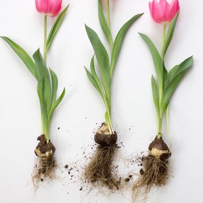 Bulbs
