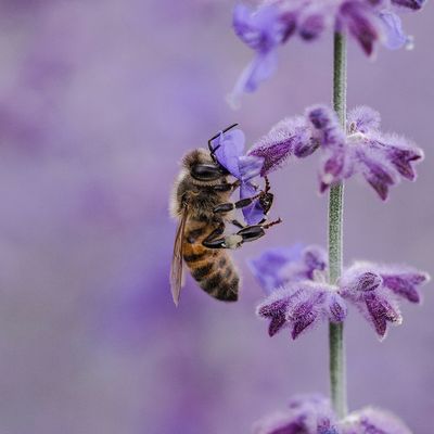 Attracts Pollinators