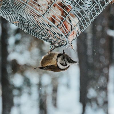 Wild Bird
