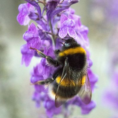 Birds, Bees &amp; Butterflies