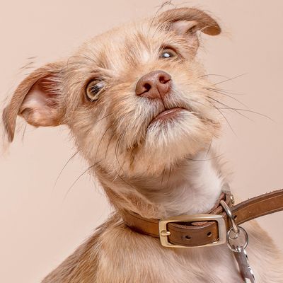 Collars &amp; Leashes