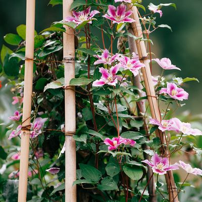 Vines