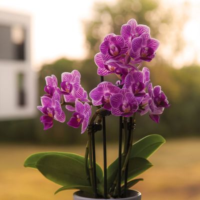 Orchids &amp; Bromeliads