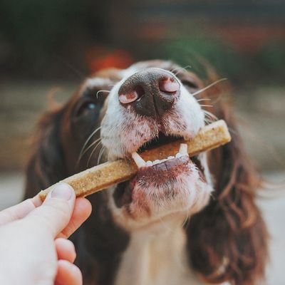 Treats &amp; Bones
