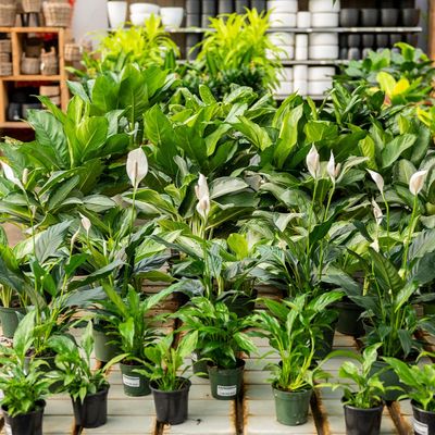 Houseplants