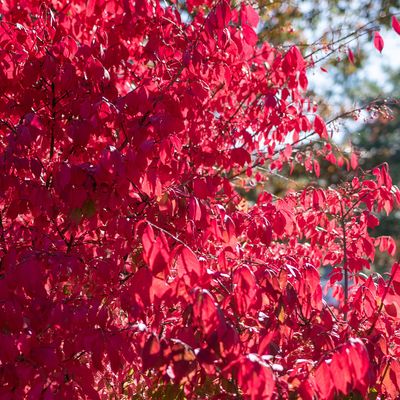 Sun Loving Shrubs