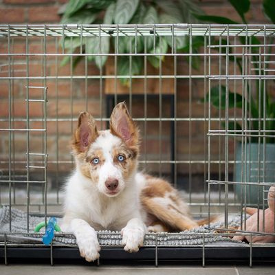 Kennels &amp; Crates
