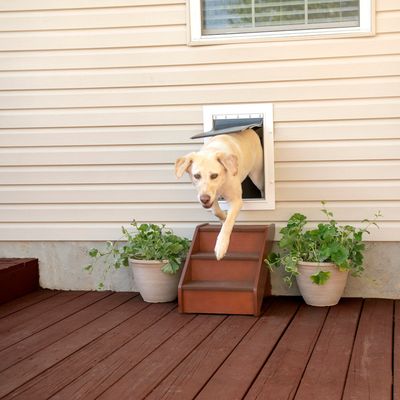 Dog Doors