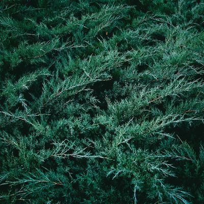 Evergreen Shrubs